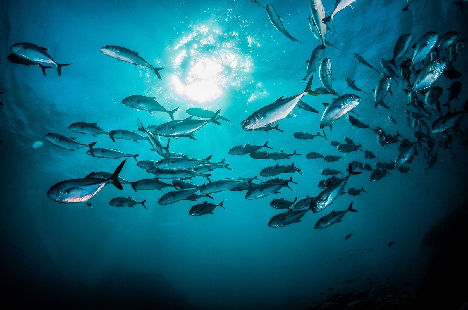 Schooling silver fish swimming in clear blue ocean