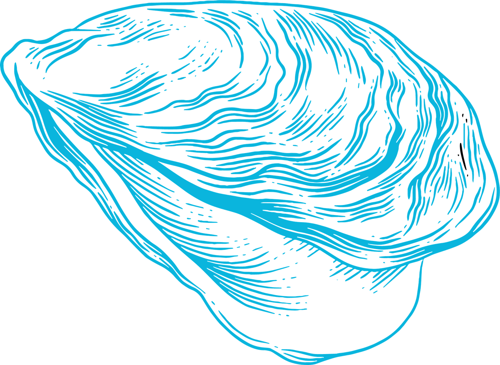 oyster restoration robonautics